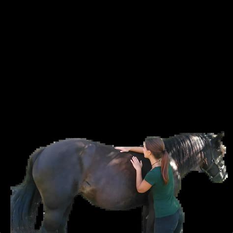 How to Recognize the 24 Behaviors indicating Pain in the Ridden Horse – Equitopia
