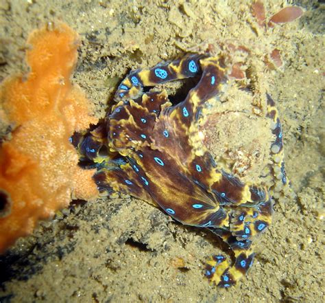 Image result for Blue-Ringed Octopus Eating