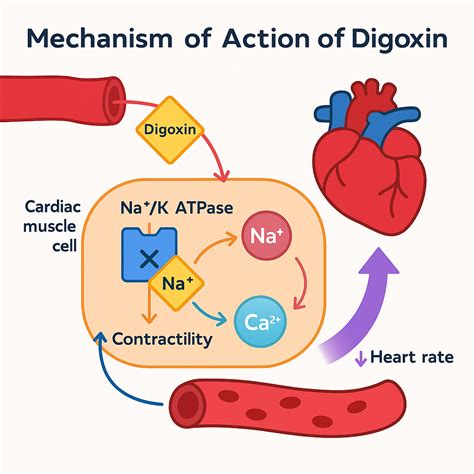 Mechanism of Action of Digoxin