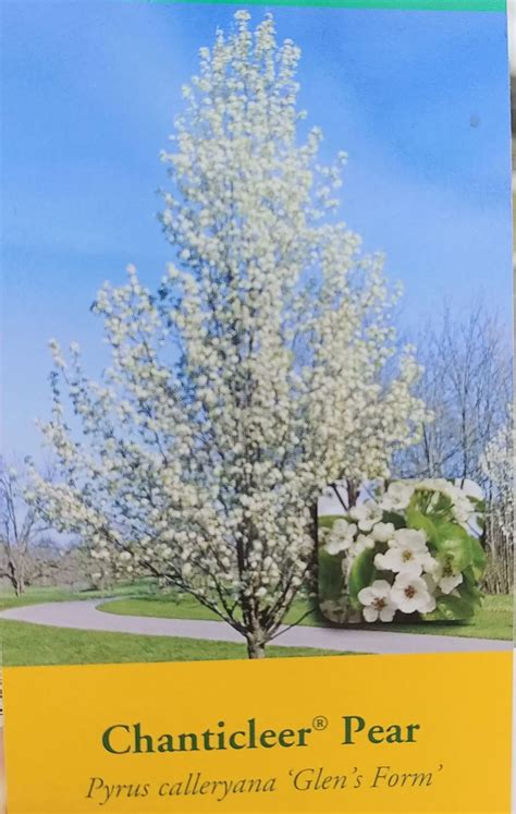 Chanticleer Pear Tree