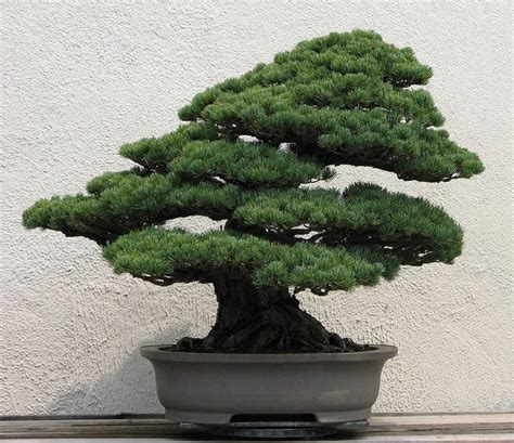 Image result for Bonsai Making Tutorial