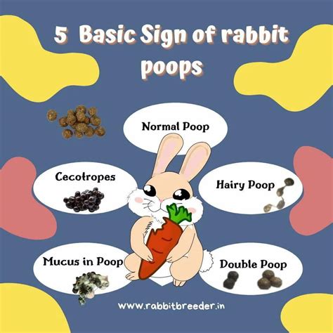 Image result for Exploding Rabbit Poop