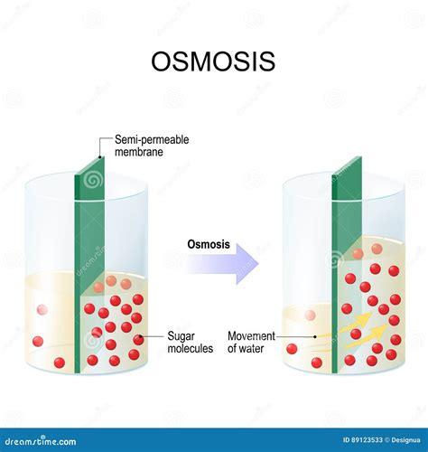 Osmosis. Water Passing through a Semi-permeable Membrane Stock Vector ...