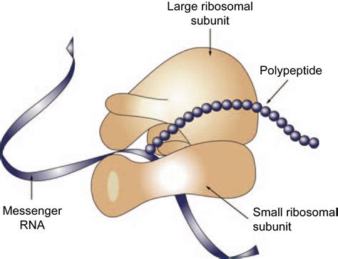 Protein Biosynthesis - Clinical Tree