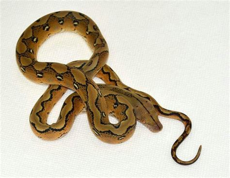 Image result for Platinum Reticulated Python