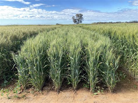 LONGREACH MAJOR — LongReach Plant Breeders