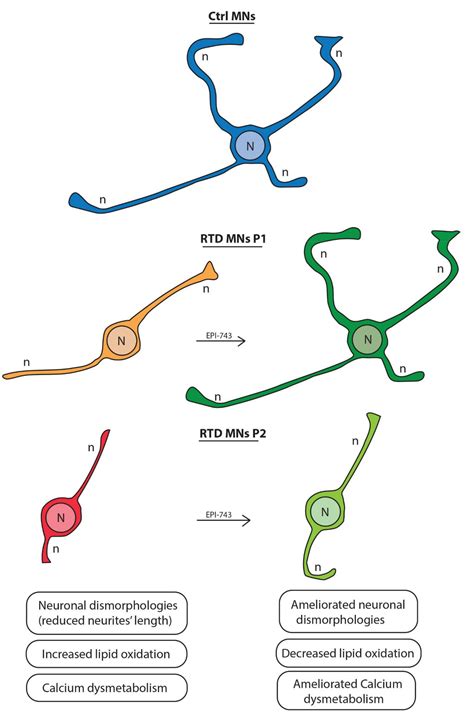 Antioxidant Amelioration of Riboflavin Transporter Deficiency in ...