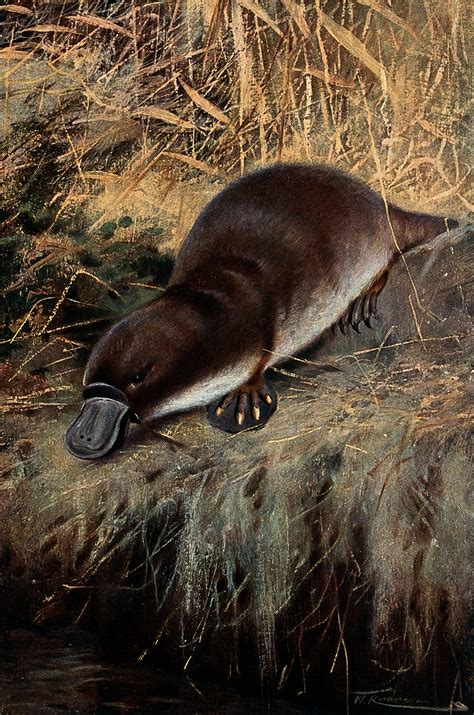 Platypus on Brink of Extinction - Conservation Articles & Blogs - CJ