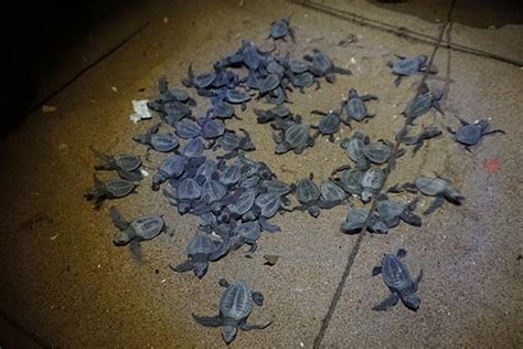 Hatchlings saved as mother turtle dies in attack by dogs
