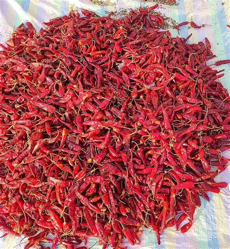 Kohinoor Hub Kashmiri Lal Mirch / Red Chilly Whole (Sabut) 1000 Gram ...