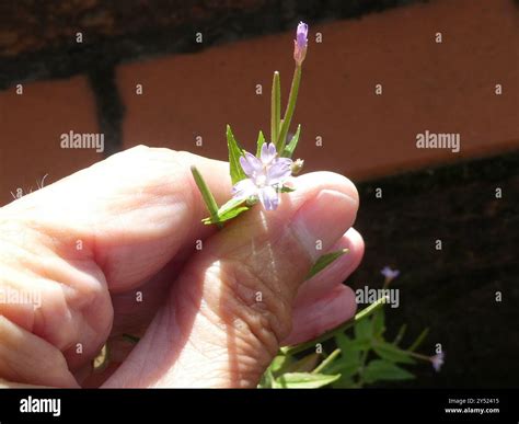 fringed willowherb (Epilobium ciliatum) Plantae Stock Photo - Alamy