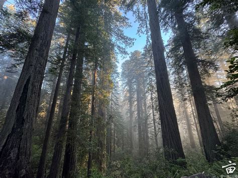 Have you been ten-printed? 这个怎么回答|一亩三分地留学签证版