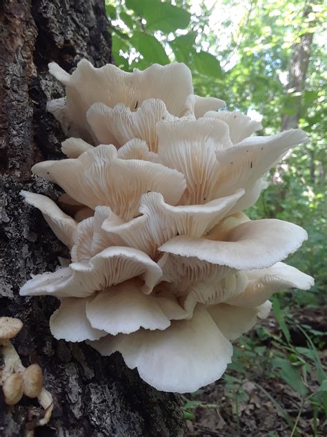 Oyster Mushroom Look Alikes