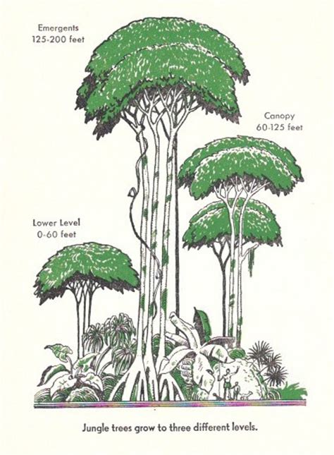 Rainforest Tree Types 的图像结果