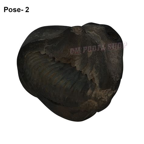 Kurma Avatar Shaligram Shila Stone @ best price India