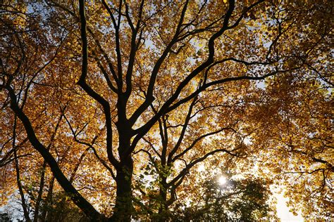 3840x2565 / autumn leaves, golden, sun, trees 4k wallpaper ...