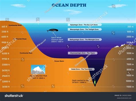 Ocean Depth Diagram Science Education Illustration Stock Illustration 2420213091 | Shutterstock