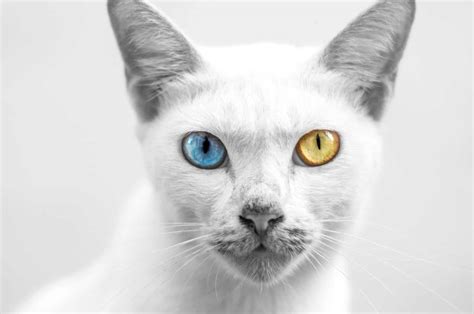 Cat Eye Color Chart - The Spectrum Of Colors!
