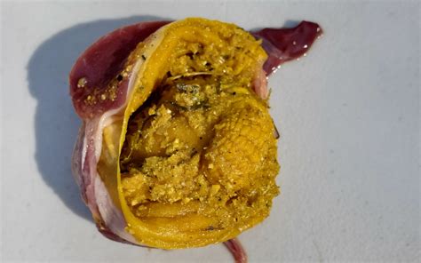 Chicken Gizzard Anatomy Bird Digestive System Anatomy