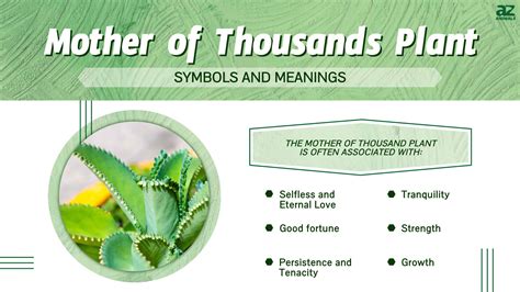 The Meaning of the Mother of Thousands Plant