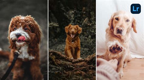 13 Pet & Dog Lightroom Presets (Free & Paid) | Gridfiti