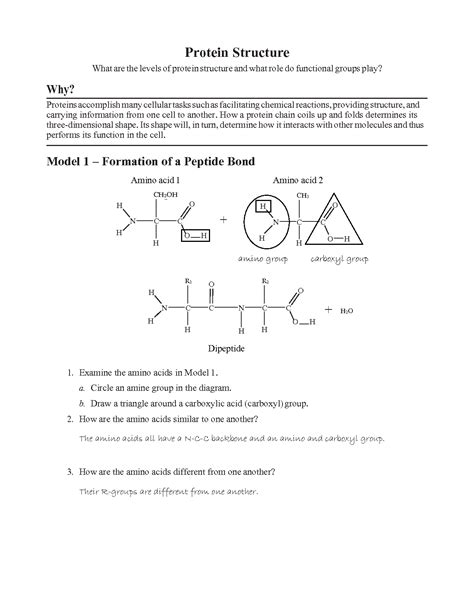 Protein Structure Questions And Answers at Elaine Philson blog