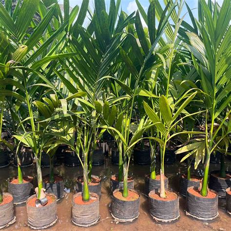 High Quality Betel Nut Palm for Sale at the Plant Nursery — Mahindra ...