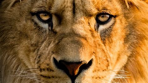 CULTURAL TERRORISM AHOY . . . . ACCORDING TO AI CHATBOTS BARD / GROK ...