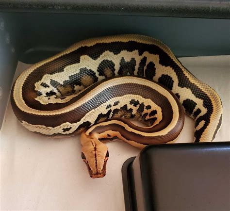Short Tail Python Complex 的图像结果