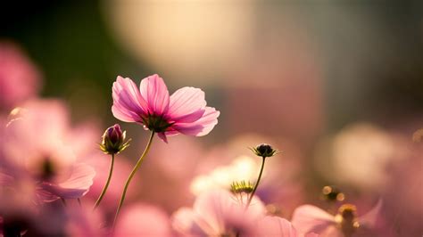 Image result for Pink Exploding Box