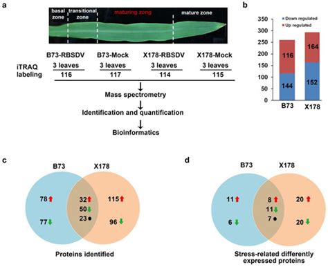 Comparative Proteomic Analyses of Susceptible and Resistant Maize ...