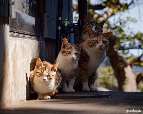 摄影师探访日本猫岛 竟遭一只喵星人怒视_好玩_GQ男士网
