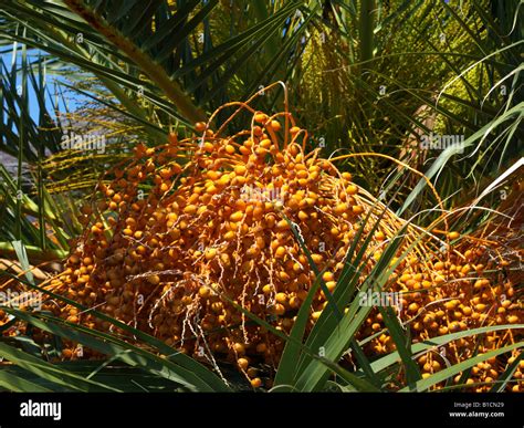 date palm (Phoenix dactylifera), fruits at a palm tree Stock Photo - Alamy