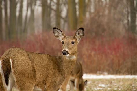 Michigan Muzzleloader Season: Key Dates & Regulation Changes