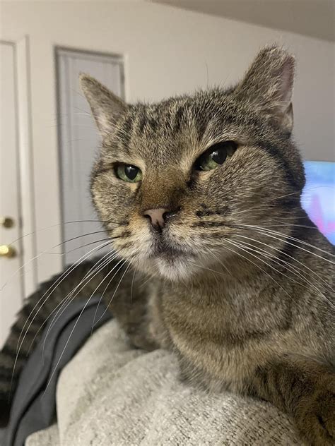 Why is My Cats Nose Dripping Clear Liquid: Causes & Solutions - Cats