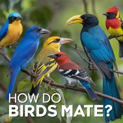 How Do Birds Mate? The Ultimate Guide to Avian Reproduction