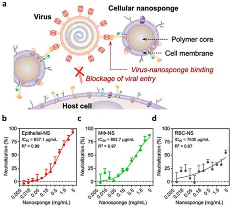 Latest Advances in Biomimetic Cell Membrane-Coated and Membrane-Derived ...