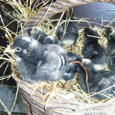 Amrock Küken in LU | Tiere | Kleinanzeigen