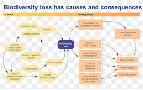 flow chart of biodiversity class 9 - Brainly.in