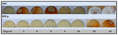 Antifungal Soybean Protein Concentrate Adhesive as Binder of Rice Husk ...