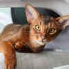 Most friendly cat breeds that also bond well with dogs- The Etimes ...