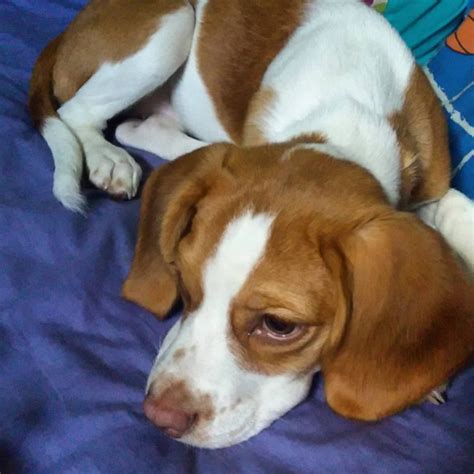 Pitbull Beagle Mix Breed