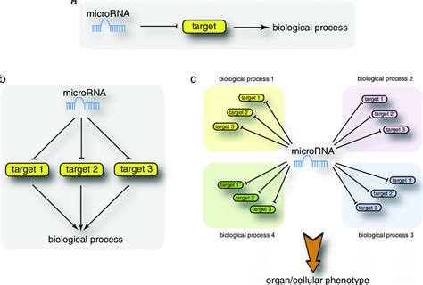 Image result for Gene Expression Control Plant Cells microRNA