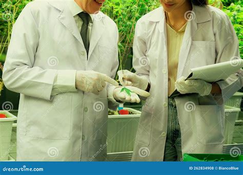 Scientists Working at Cannabis Plant Farm and Gratifying Marijuana ...