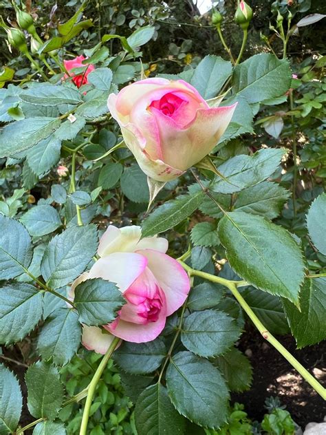 America & Eden Climber : r/Roses