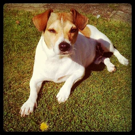 Image result for Mini Stumpy Jack Russell