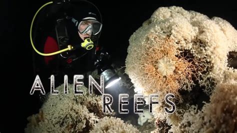 Image result for Alien Reefs