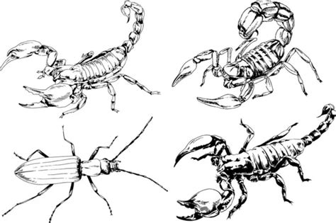 Insect drawing Images - Search Images on Everypixel