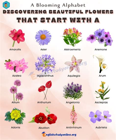 75 Flowers That Start with A - A Guide to Beautiful Blooms