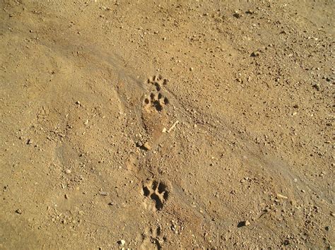Mountain Lion Paw Prints